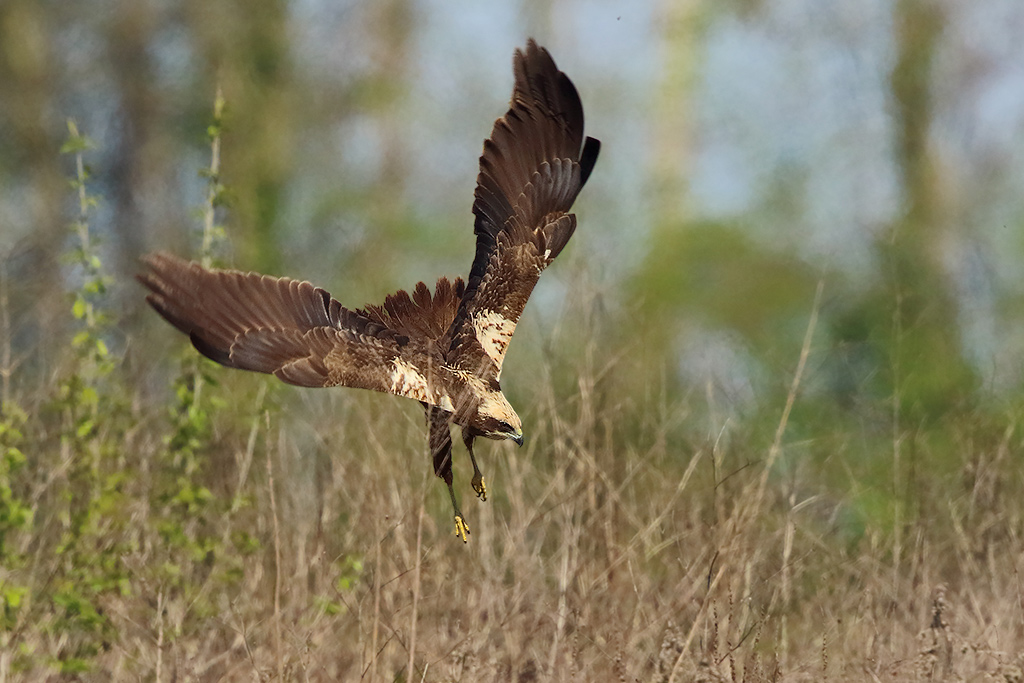 Falco di palude (Circus aeruginosus)